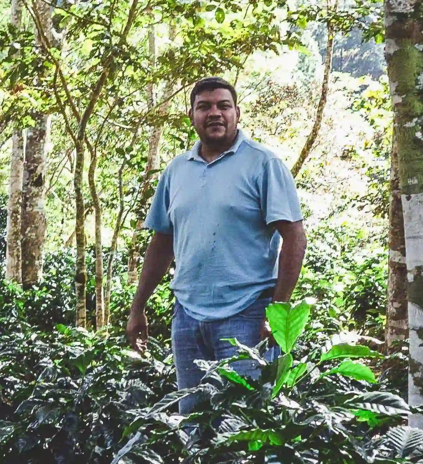 Bayardo Jimenez, specialty coffee producer from Mogoton, Nicaragua, standing among coffee plants on his farm - part of Origin Hill Coffee Roasters’ micro lot collection roasted in Toronto.