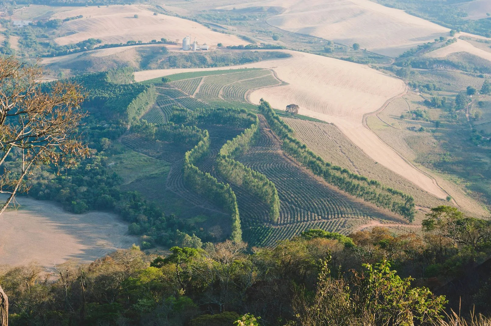 Coffee farm landscape with lush hills and plantation rows - representing Origin Hill Coffee Roasters’ connection to coffee origins and craft in Toronto.