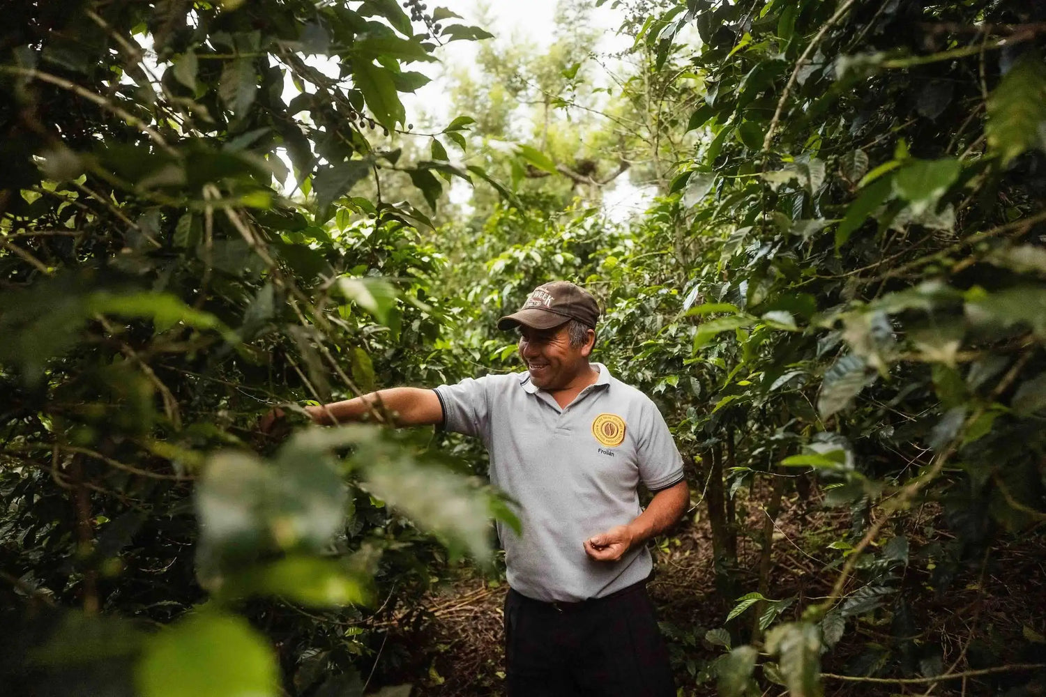 Coffee producer harvesting ripe coffee cherries on a specialty farm - representing the dedicated farmers behind Origin Hill Coffee Roasters Toronto.