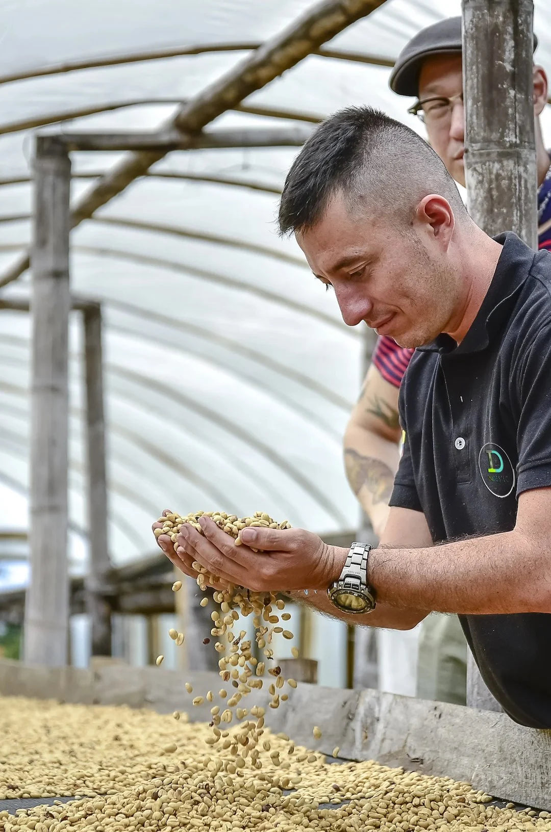 Colombian coffee producer Diego Bermudez at his farm, inspecting and drying specialty coffee beans - part of Origin Hill Coffee Roasters’ micro lot collection roasted in Toronto