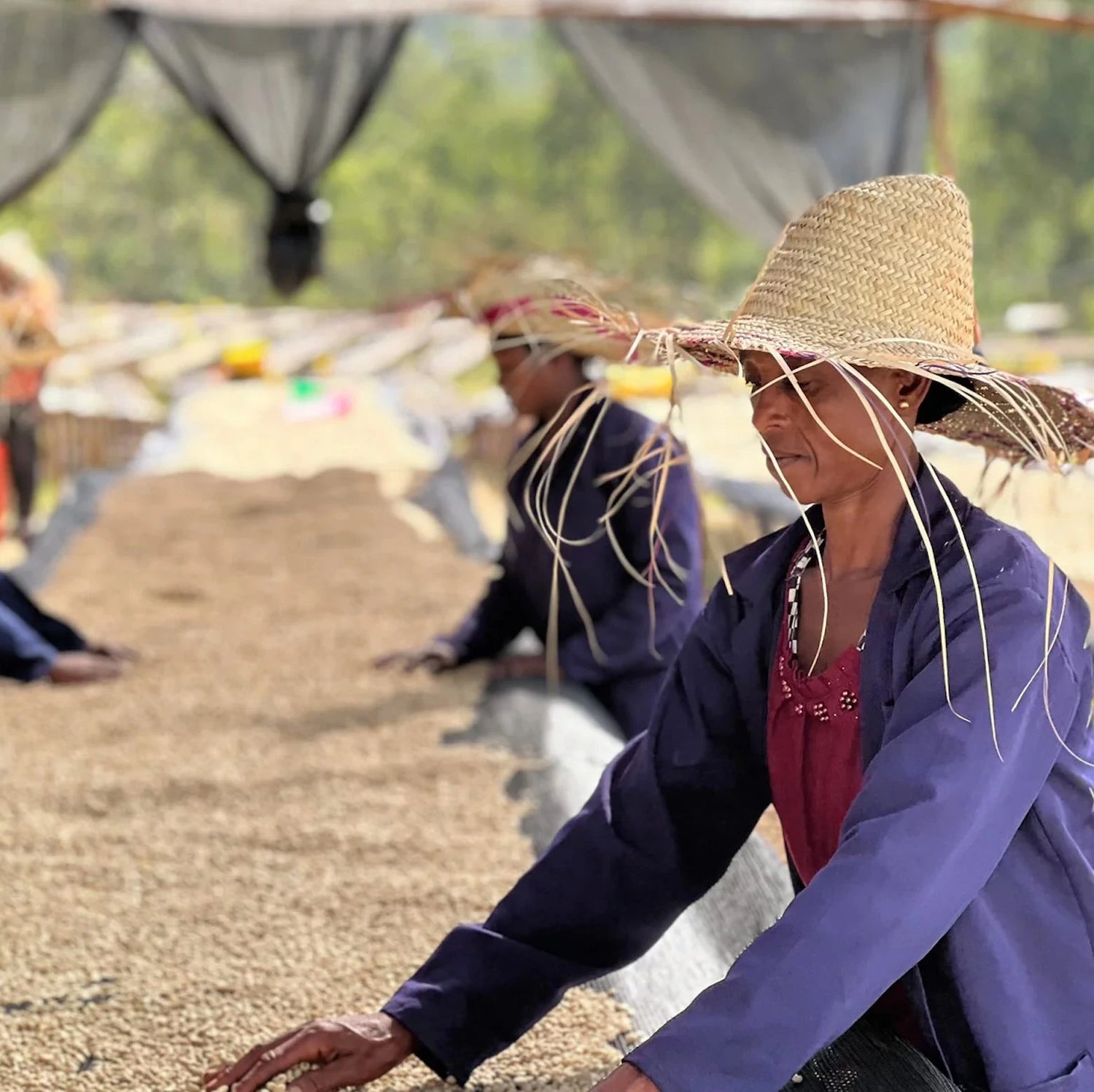 Edido producers in Yirgacheffe, Ethiopia, hand-sorting and drying specialty coffee beans - representing the origins of Ethiopian coffee roasted by Origin Hill Coffee Roasters Toronto