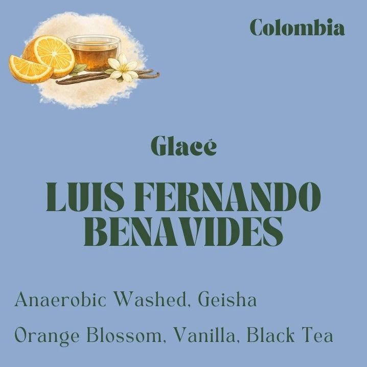 Colombia Geisha coffee beans from Luis Fernando Benavides, washed process, roasted by Origin Hill Coffee Roasters Toronto.