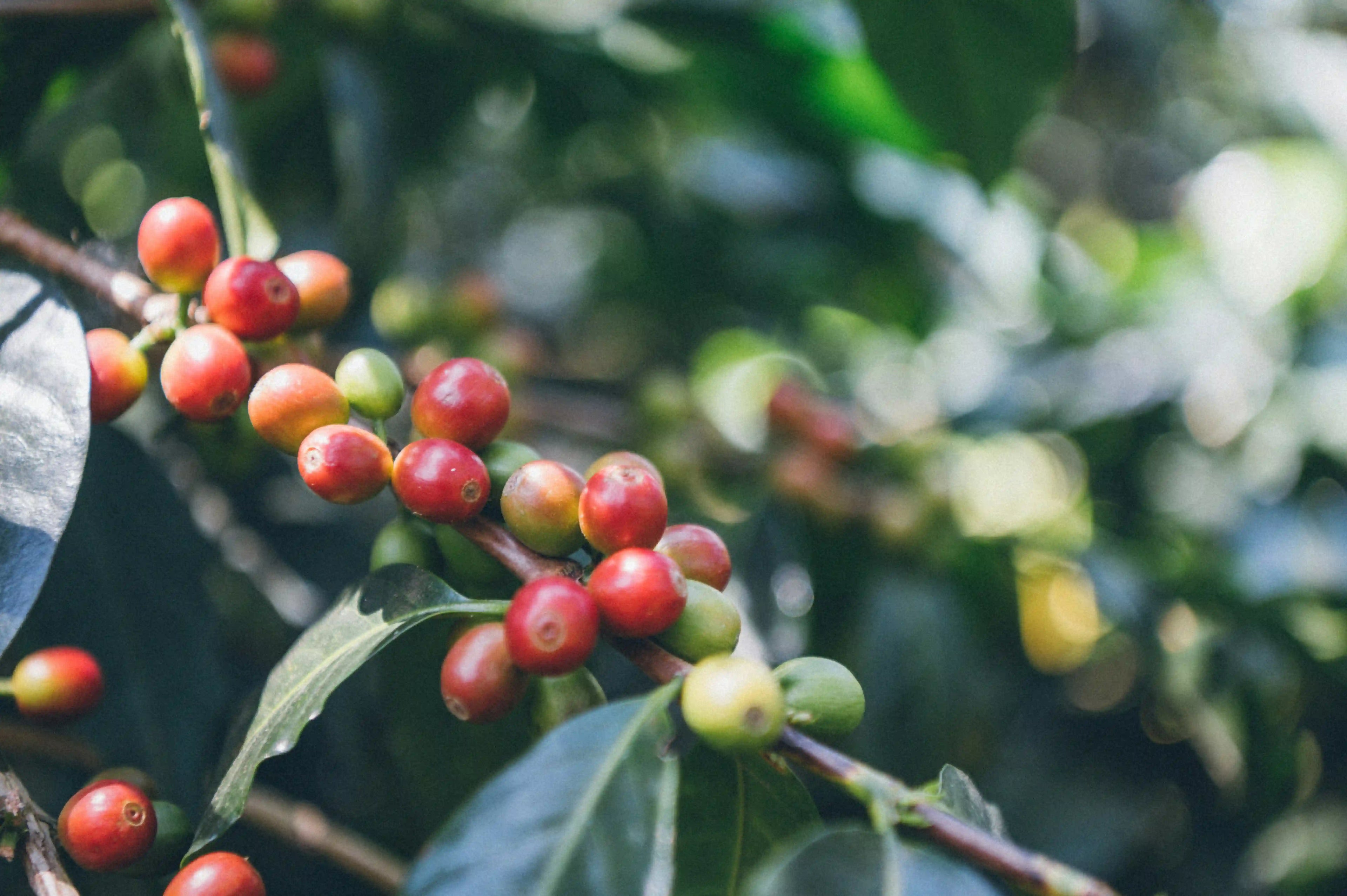 Ripe coffee cherries growing on a coffee plant branch - Origin Hill Coffee Roasters