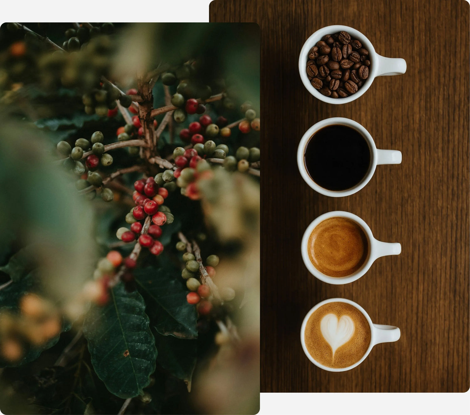 Coffee cherries growing on a plant and cups showing stages from beans to brew — representing traceable specialty coffee sourced by Origin Hill Coffee Roasters Toronto.